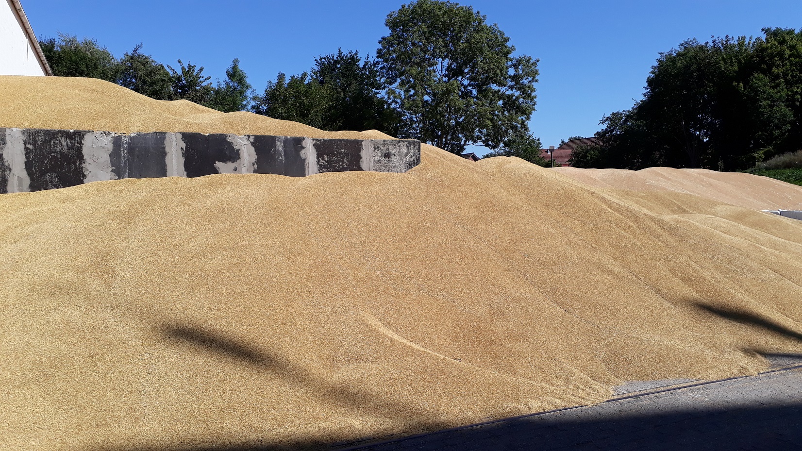 newsimages/99-Ernte_ 2.jpg